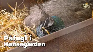 Påfugl har valgt rede i hønsegården