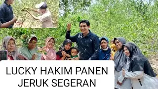 Lucky Hakim Panen Jeruk Segeran Indramayu