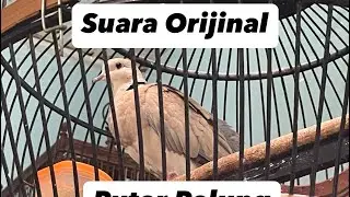 Suara Puter Pelung Orijinal @sugitokambojaBF