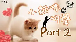 吸引貓咪的聲音 貓叫聲 貓叫音效 貓咪叫聲