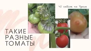 Томаты 2020. Обзор сортов. Помидоры в теплице и в парнике