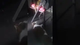 Чужой хвост - лучшая игрушка
