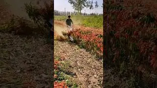 Amazing Chili Harvesters #agriculture #farming