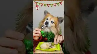 Merry Christmas 2022 🎄🎅 köpek videoları #Shorts