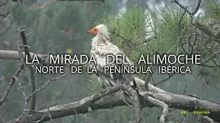 🎧 Naturaleza Salvaje || La mirada del ALIMOCHE || La MONTAÑA que cubre la NIEBLA.