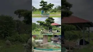 Điểm mặt dáng Tùng vượt bão Yagi