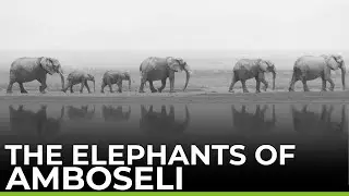 The Elephants of Amboseli