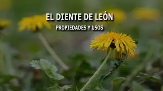 Propiedades del diente de leon