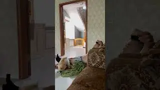 Турецкий сериал