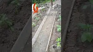 ПЕРЕЦ БОЛГАРСКИЙ выращивание в ОТКРЫТОМ ГРУНТЕ. Высаживать рассаду в грунт уже можно 🌶 11 мая 🌶
