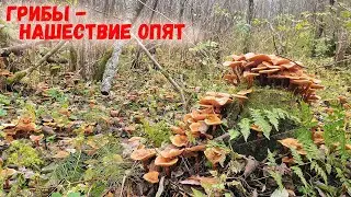 20201023 Грибы   Нашествие опят