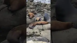 Male Sea Lion Sounds