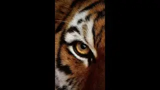Survivor - Eye Of The TIger ( Real Life )