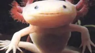 Weirdest Animals On Earth