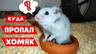 КУДА ПРОПАЛ СИРИЙСКИЙ ХОМЯК? | ЧТО СЛУЧИЛОСЬ С КОРЖИКОМ?
