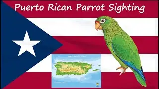 Puerto Rican Parrot Sighting