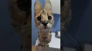 MAH!!!!! 