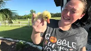 New baby gosling!