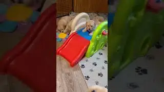 Jazzy and Eli mini english cream golden doodles