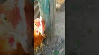 Курица клюнула в камеру