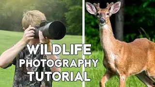 How To Photograph Birds and Wildlife: A Full Tutorial