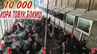ТОВУК БОКИП ДАРОМАТ КИЛИНГ 7 ХАЗИНАНИ БИРИ БУ ТОВУК ХИСОПЛАНАДИ