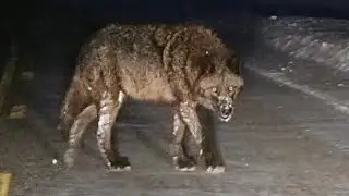 Огромный волк оборотень попал на видео. Кем он оказался на самом деле?