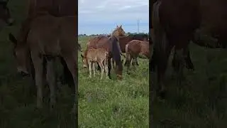 Егіз құлын😳