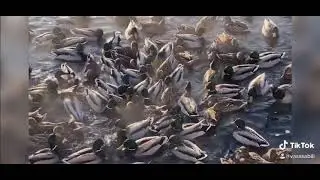 100% сходство 😄