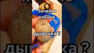 Древнее искусство ткачества | Сари Индии