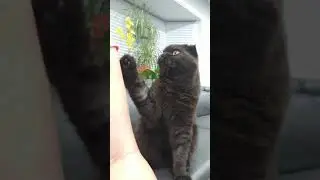 Funny Cute Cat is Begging for something.Summer 2019