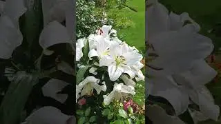 Лилии, лежавшие на земле, подняла и привязала к опоре, продолжают цвести.