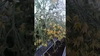 Огромные цветущие кисти томата "Поцелуй"