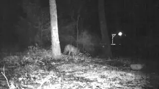 Elusive yote part 1 out of 4