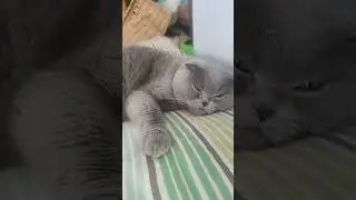 #пуша