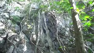 Сила жизни: дерево растет сквозь камень - tree grows through the stone - Acoustic Symphony - 02