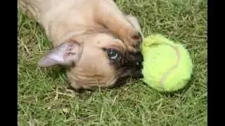 Buli