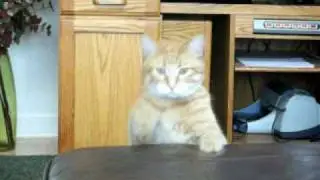 Pop goes the kitty
