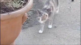 Дарю вам позитив и розу из своего сада.Наконец,пришел дождик.🌧☂️