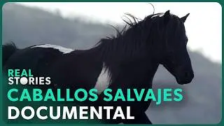 Following the Pottokas, Europe's Most Unique Horses | Documentary in Spanish