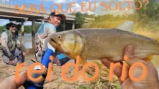 @AmigoPescador, rápida  pescaria de dourado na ponte do rio Mogi Guaçu , entrou um peixe ...