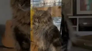 1Funny cats  children's