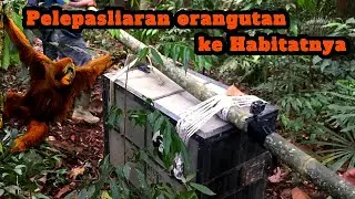 Rocky orangutan released into the wild, after undergoing rehabilitation