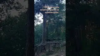 Дерево на куриных лапах #лето #выходные #детиприколы