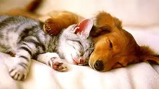 The puppy was afraid to let go of the kitten. He understood that this was the last meeting...