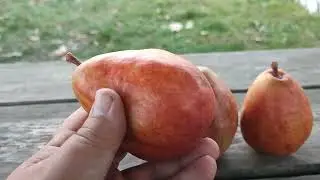 Груша зимова Ред Анжу (pear Red Anjou). Дегустація 2023рік. ІІ частина