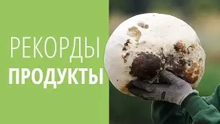 РЕКОРДЫ ★ ПРОДУКТЫ