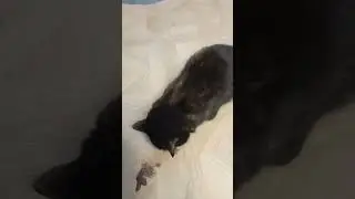 КОШКА БЛЮЁТ Ч.2.\ THE CAT BURPS 2.