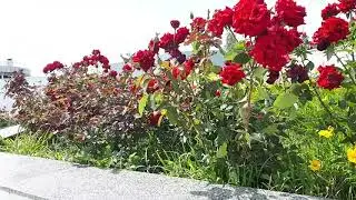 Еще одна задачу 💪💪💪достигнута /Поездка в Национальный заповедник Высота Маршала Конева