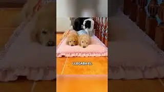 ¡Estos perros duermen siempre de la misma manera! ❤️😍 